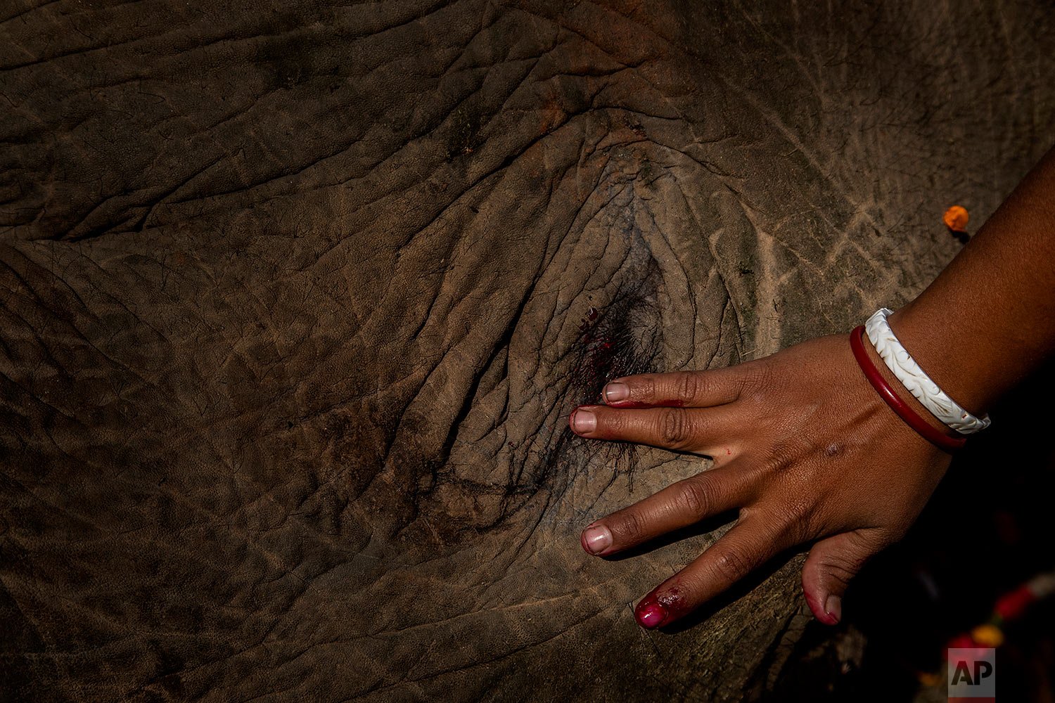  A woman smears vermilion paste on the eye of a wild male elephant, one of two killed by a train, in Durung Pathar, in the northeastern Indian state of Assam, Wednesday, Dec. 1, 2021.  (AP Photo/Anupam Nath) 