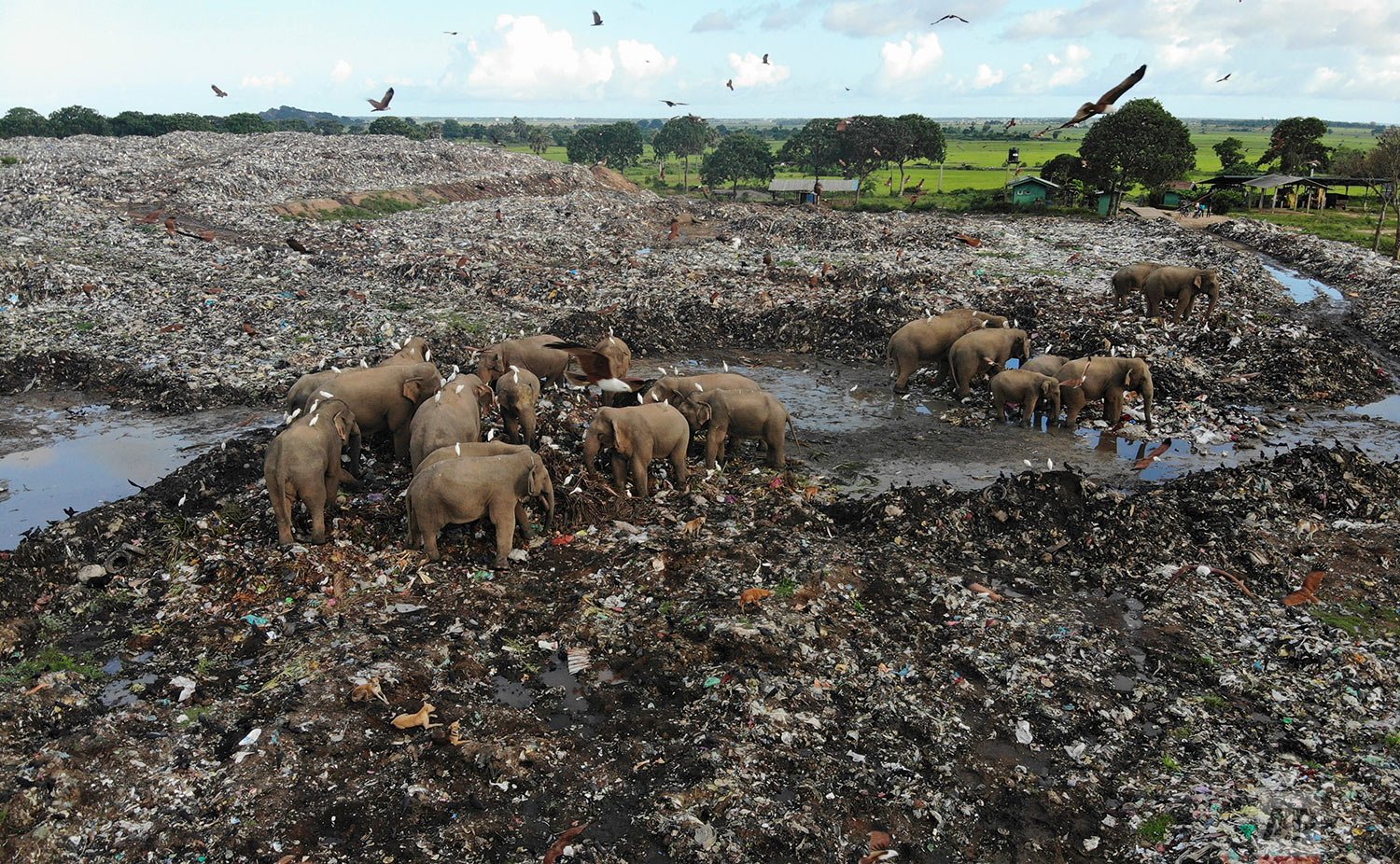  Wild elephants scavenge for food at an open landfill in Pallakkadu village in Ampara district, about 210 kilometers (130 miles) east of the capital Colombo, Sri Lanka, Thursday, Jan. 6, 2022.   (AP Photo/Achala Pussalla) 