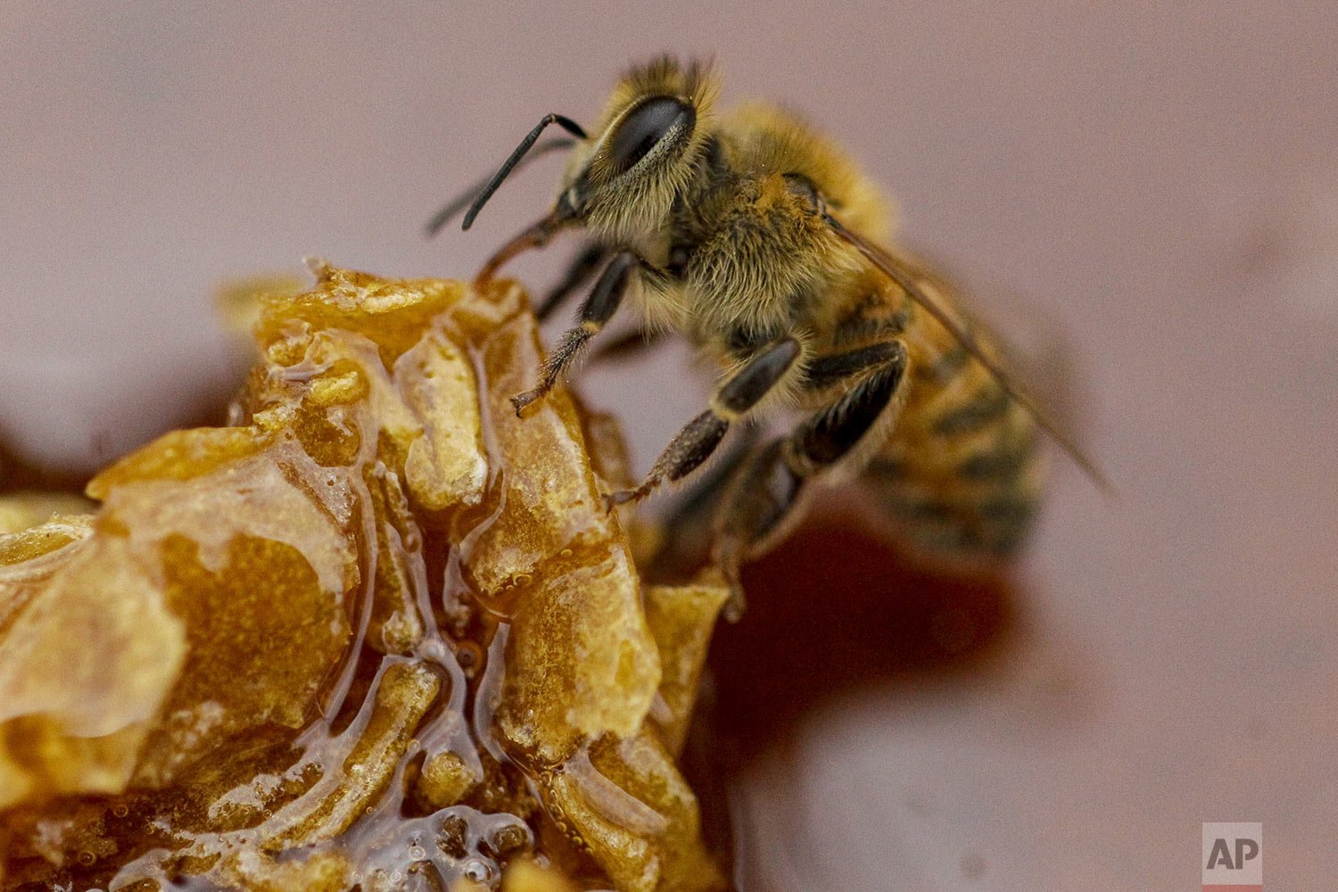  A bee feeds on a honeycomb at a beekeeper's farm in Colina, on the outskirts of Santiago, Chile, Jan. 17, 2021. A drought has gripped Chile for 13 years and the flowers that feed honeybees in central Chile have grown increasingly scarce. (AP Photo/E