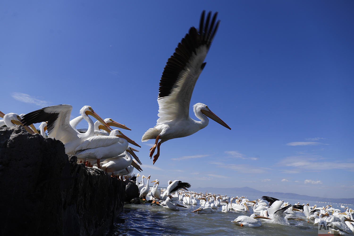  A white pelican takes flight on Lake Chapala in Petatan, Mexico, Feb. 5, 2022. The pelicanos borregones come to Mexico every year to escape the bitter cold of the north, flying from Canada and the U.S. to the warmer climate in Michoacan state. (AP P