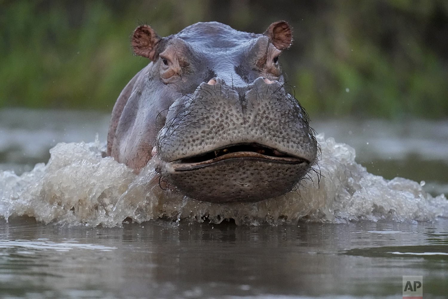  A hippo swims in the Magdalena River in Puerto Triunfo, Colombia, Feb. 16, 2022. Colombia's Environment Ministry announced in early Feb. that hippos are an invasive species, in response to a lawsuit against the government over whether to kill or ste