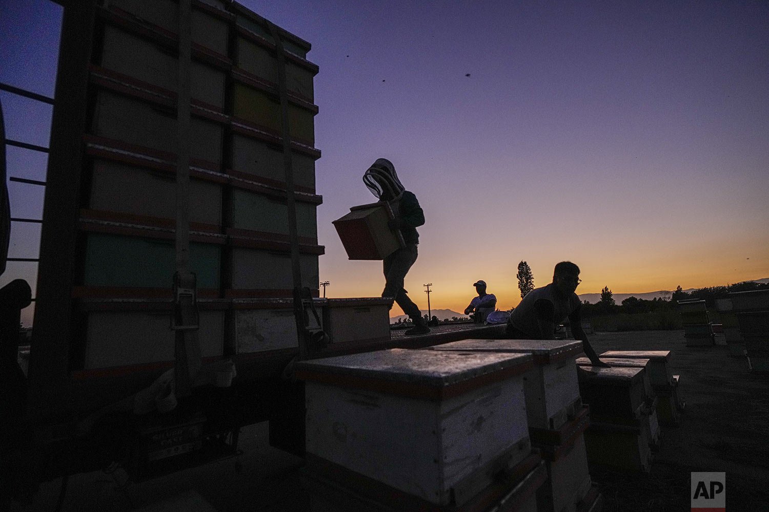  Brandon, the son of beekeeper Carlos Peralta, loads beehives on a truck to be relocated further south due to a drought in Colina on the outskirts of Santiago, Chile, Monday, Jan. 31, 2022. Chilean beekeepers face a shortage of flowers to feed their 