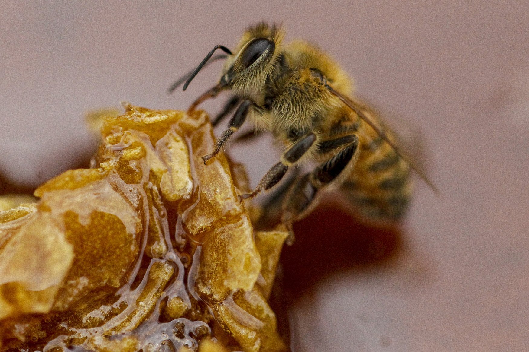 Drought, pesticides take toll on Chile´s crucial honeybee