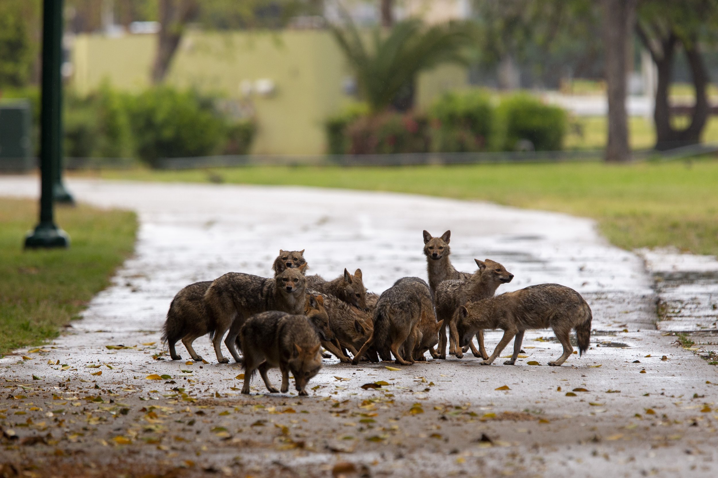  Jackals eat dog food that was left for them by an Israeli woman at Hayarkon Park in Tel Aviv, Israel on April 10, 202. When Tel Aviv was in lockdown due to the coronavirus pandemic, it cleared the way for packs of jackals to take over this urban oas