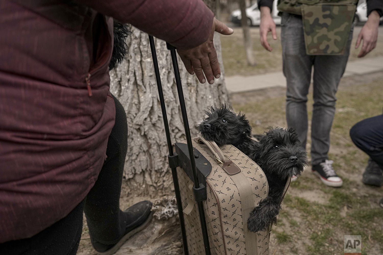  Dogs peek out from their owner’s roller luggage as they evacuate from Irpin on the outskirts of Kyiv, Ukraine, Saturday, March 26, 2022. Russia continues to pound cities throughout Ukraine — explosions rang out Saturday near the western city of Lviv