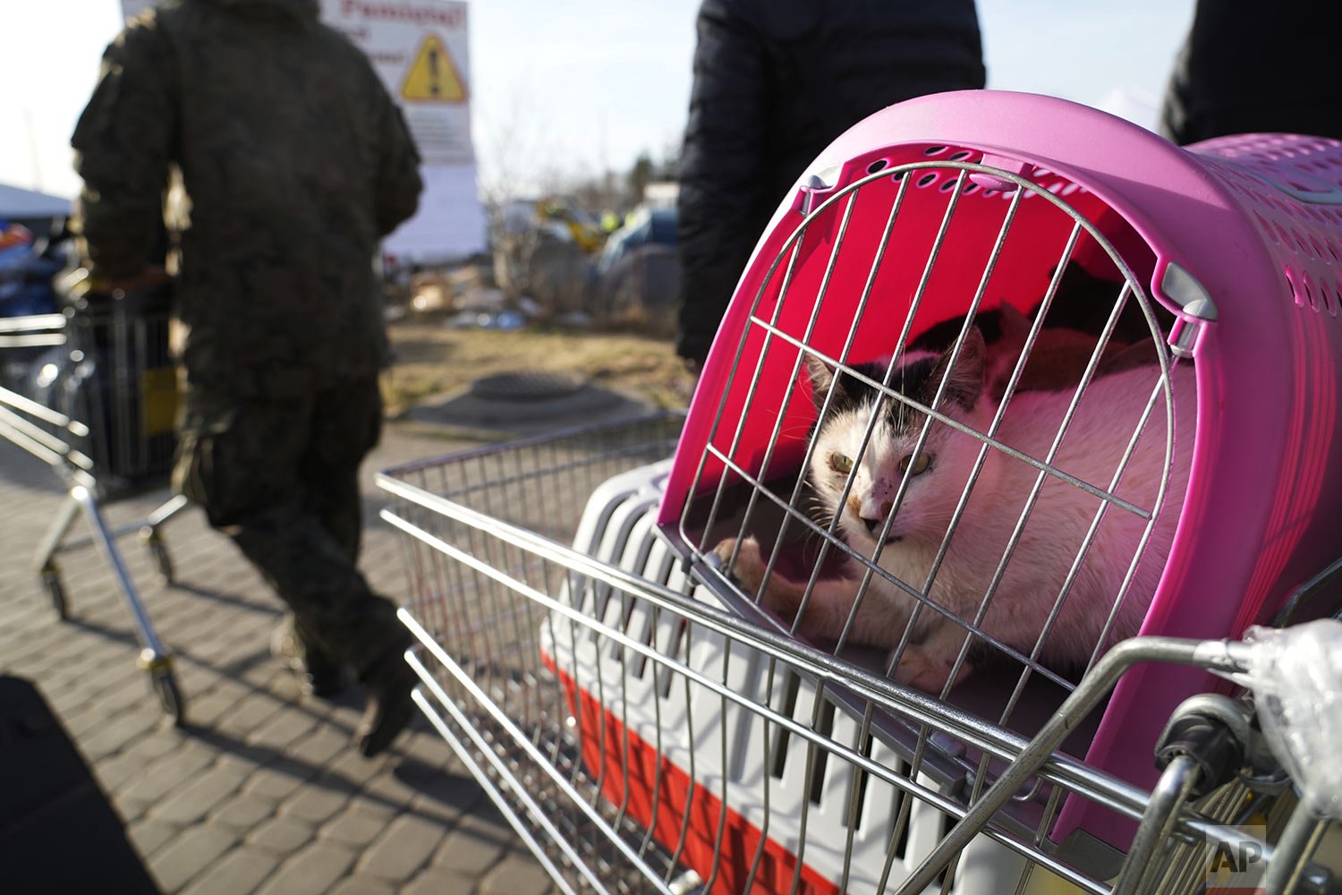  A cat sits in a pet carrier as refugees fleeing the war from neighboring Ukraine pass the border crossing in Medyka, southeastern Poland, Sunday, March 27, 2022. More than 3.7 million people have fled the war so far, Europe’s largest exodus since Wo