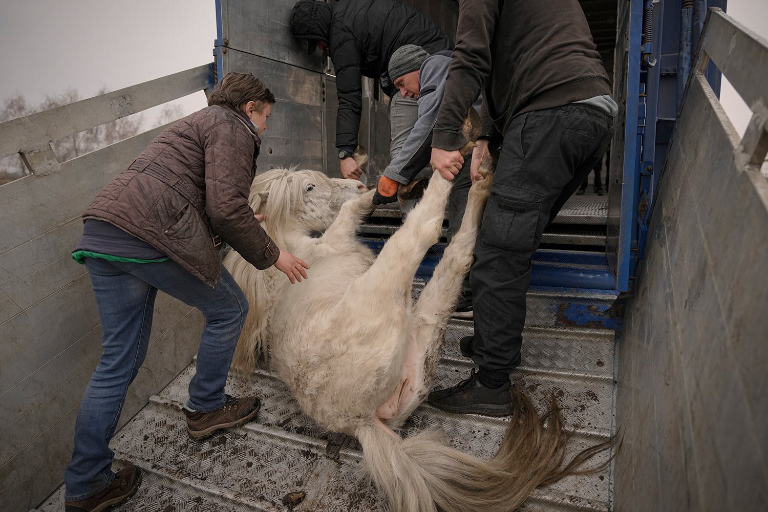  Volunteers drag a pony that collapsed due to stress on a truck at a heavily damaged private zoo while attempting to evacuate the surviving animals to safety in the village of Yasnohorodka, on the outskirts of Kyiv, Ukraine, Wednesday, March 30, 2022