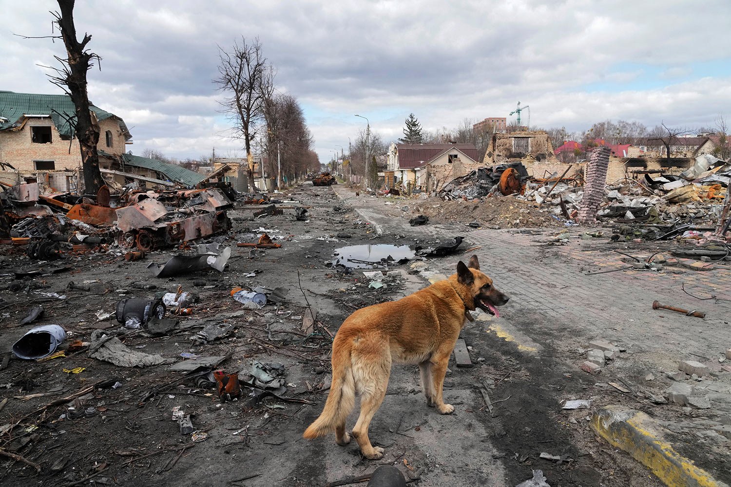  A dog wanders around destroyed houses and Russian military vehicles, in Bucha close to Kyiv, Ukraine, Monday, April 4, 2022. (AP Photo/Efrem Lukatsky) 