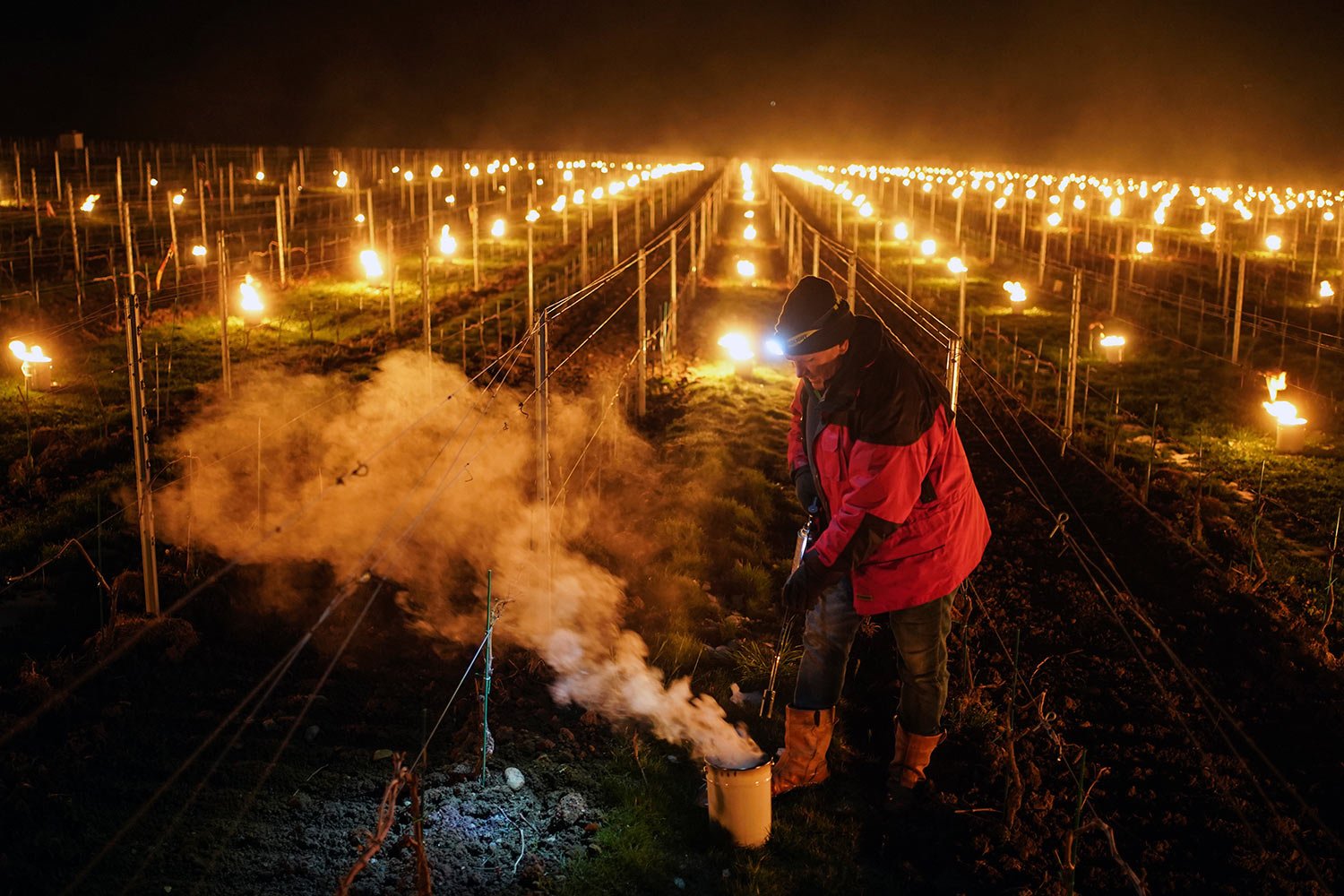 Late frost ices over French vineyards, threatens fruit crops