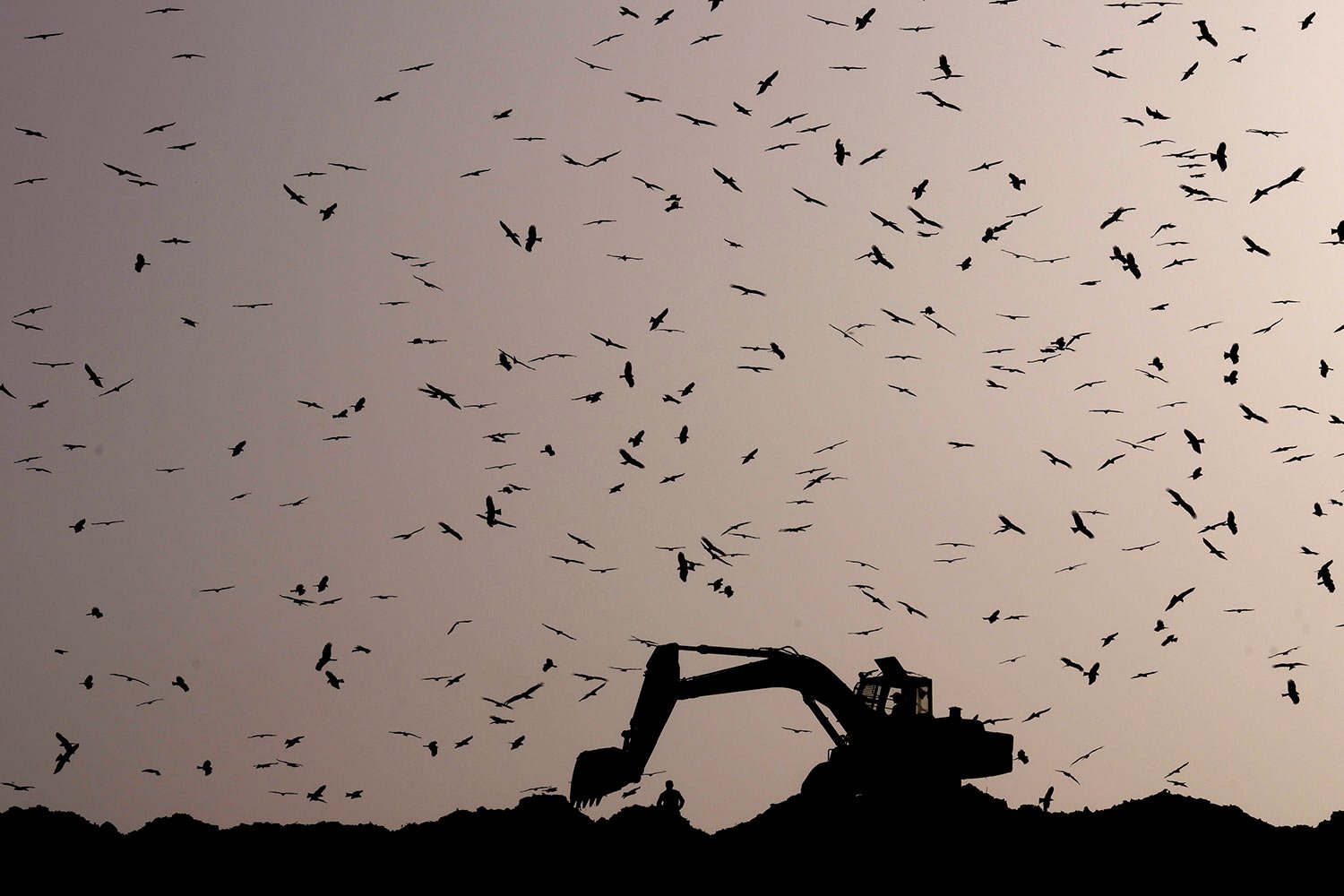 Birds fly around as an earthmover sorts garbage at the Ghazipur garbage dump in New Delhi, India, Monday, March 28, 2022. (AP Photo/Manish Swarup) 