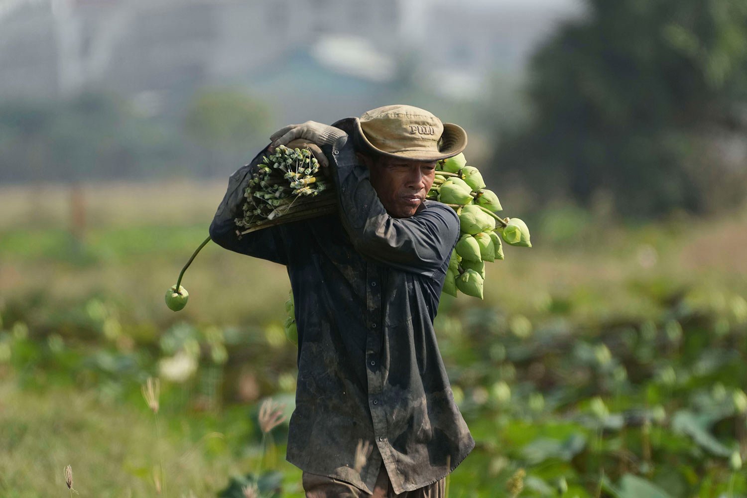  A farmer collects lotus flowers to sell in the market in Anlong Kgnan village, on the outskirts of Phnom Penh, Cambodia, Thursday, March 3, 2022. (AP Photo/Heng Sinith) 