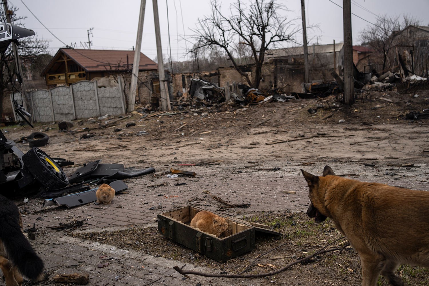  A cat sits in a box where ammunitions are kept, in Bucha, on the outskirts of Kyiv, Ukraine, Tuesday, April 5, 2022. (AP Photo/Rodrigo Abd) 