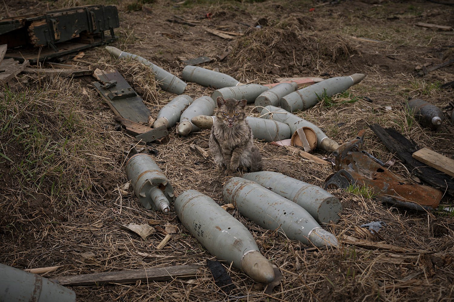  A cat sits between large caliber rounds of ammunition abandoned by retreating Russian forces or retrieved from destroyed fighting vehicles in the village of Andriivka, Ukraine, heavily affected by fighting between Russian and Ukrainian forces, Wedne