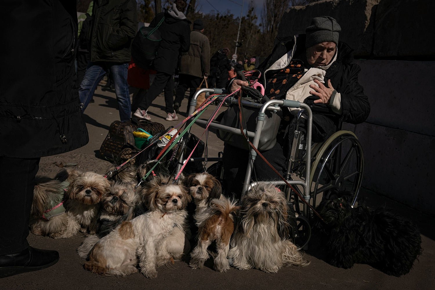  Antonina, 84, sits in a wheelchair after being evacuated along with her twelve dogs from Irpin, at a triage point in Kyiv, Ukraine, Friday, March 11, 2022. (AP Photo/Vadim Ghirda) 