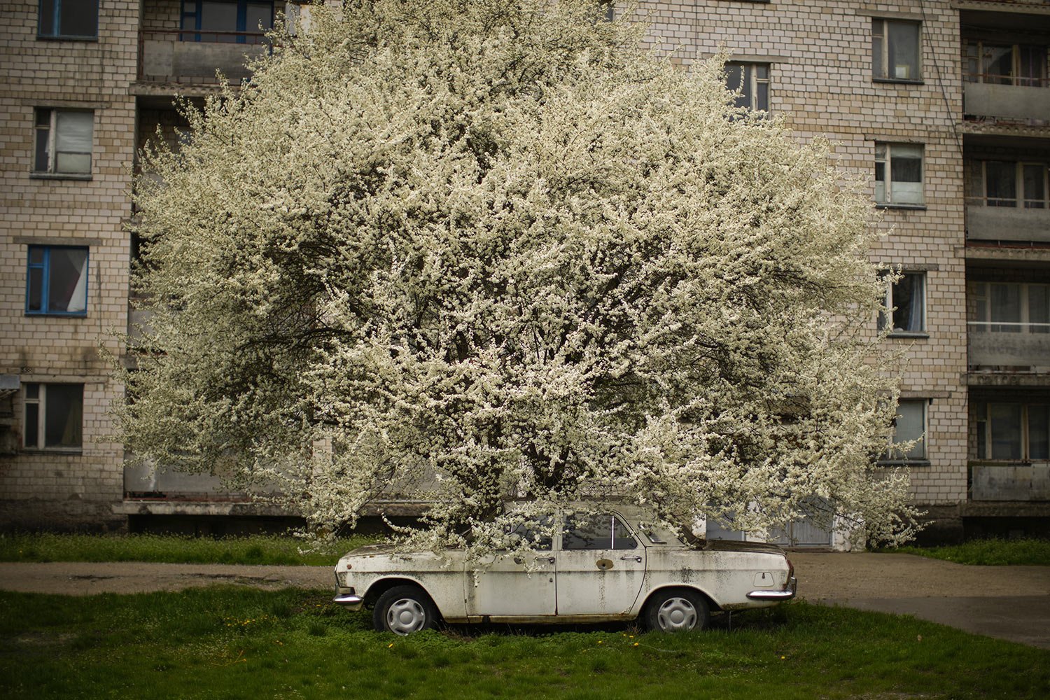  A car is parked under a tree in the partially abandoned town of Chernobyl, Ukraine, Tuesday, April 26, 2022. (AP Photo/Francisco Seco) 