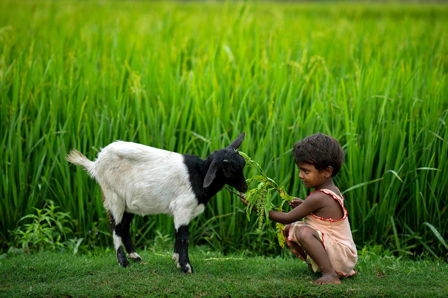  A nomadic girl feeds a goat on the outskirts of Gauhati, India, Saturday, April 30, 2022. (AP Photo/Anupam Nath) 