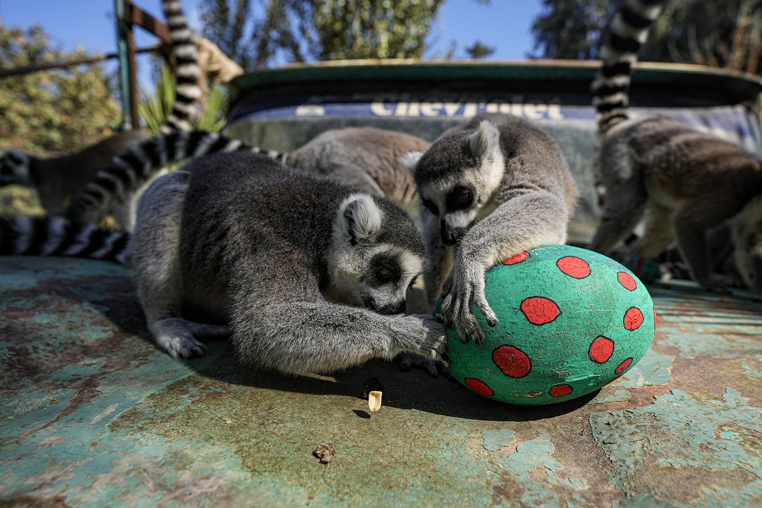  Ring-tailed lemurs sit on the hood of a truck while searching for snacks in an Easter egg at the Buin Zoo in Santiago, Chile, April 17, 2021. The zoo gave some of its animals ostrich Easter eggs painted with non-toxic tempera and filled with the par