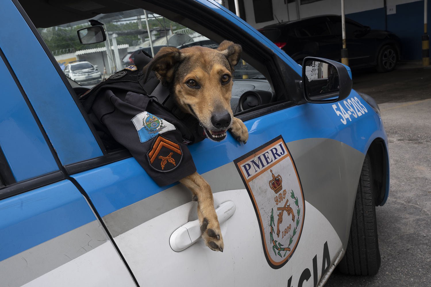  Police dog  "Corporal Oliveira", wears a police uniform as looks out from a patrol car at the 17 Military Police Battalion's station in Rio de Janeiro, Brazil, April 7, 2022. The dog, which is used for social campaigns by the police like flu vaccina