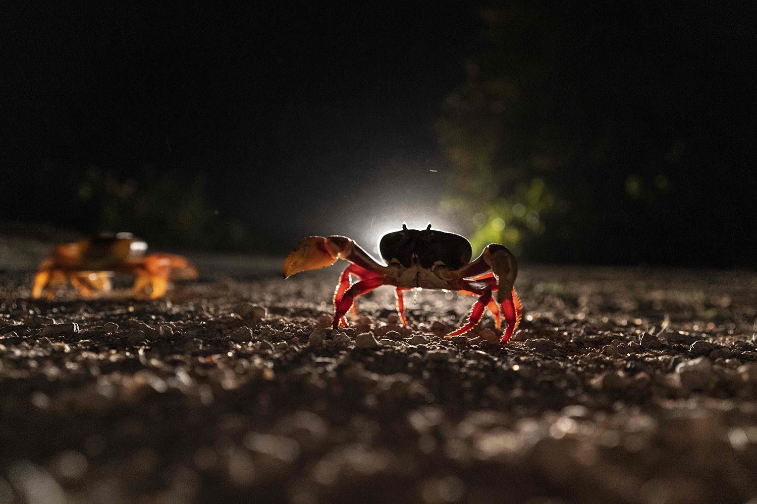  Crabs cross a road in Giron, Cuba, April 10, 2022. Millions of crabs emerge at the start of Spring rain and start a journey to the Bay of Pigs to spawn in a yearly migration. (AP Photo/Ramon Espinosa) 