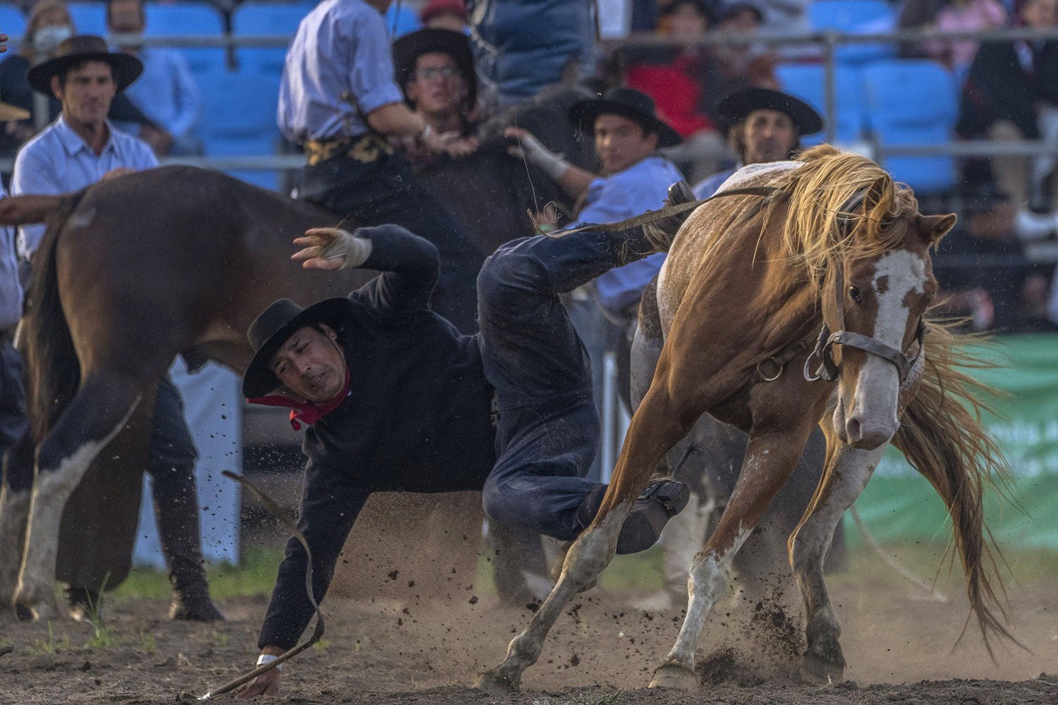  A “gaucho,” or cowboy, falls from a horse during Criolla Week rodeo in Montevideo, Uruguay, Thursday, April 14, 2022. Since 1925, the festival brings cowboys to the capital who tame and ride wild horses. (AP Photo/Matilde Campodonico) 