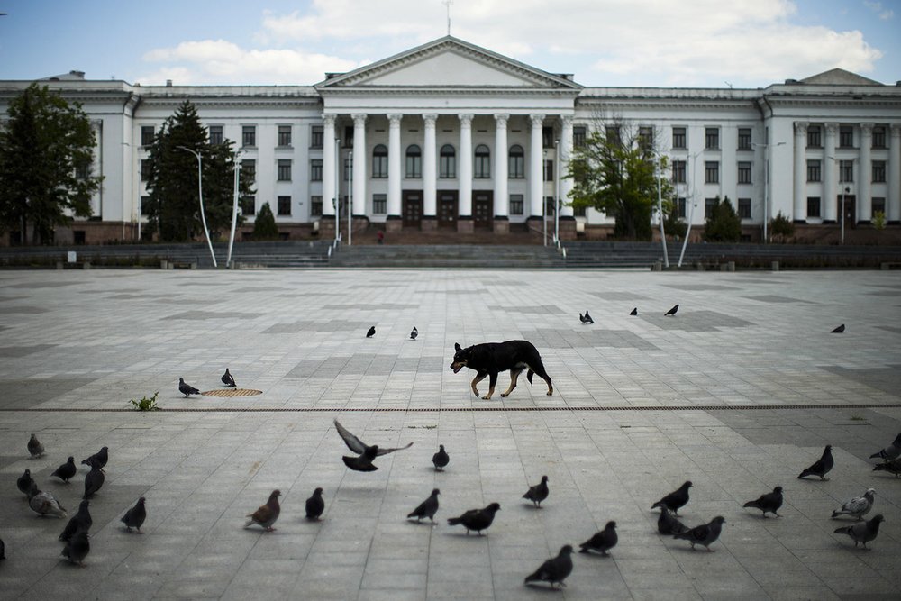  A dog walks among pigeons in a mostly deserted central Myru square as an air raid siren wails, a warning that a Russian missile could strike at any time, in Kramatorsk, eastern Ukraine, Monday, May 23, 2022. (AP Photo/Francisco Seco) 
