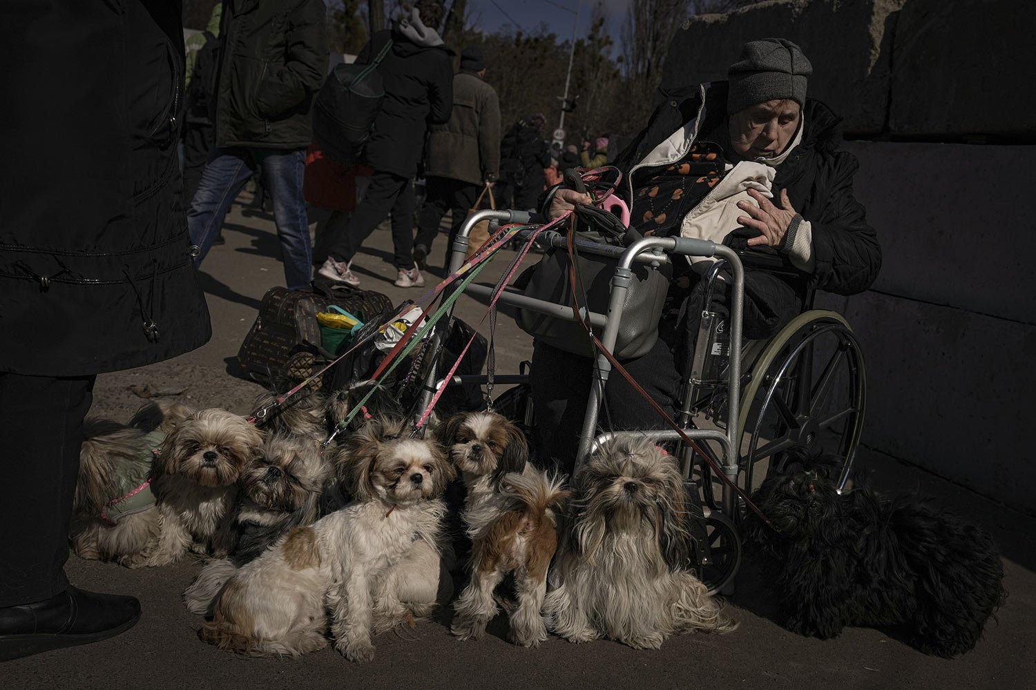  Antonina, 84, sits in a wheelchair after being evacuated with her 12 dogs from Irpin, at a triage point in Kyiv, Ukraine, Friday, March 11, 2022. (AP Photo/Vadim Ghirda) 