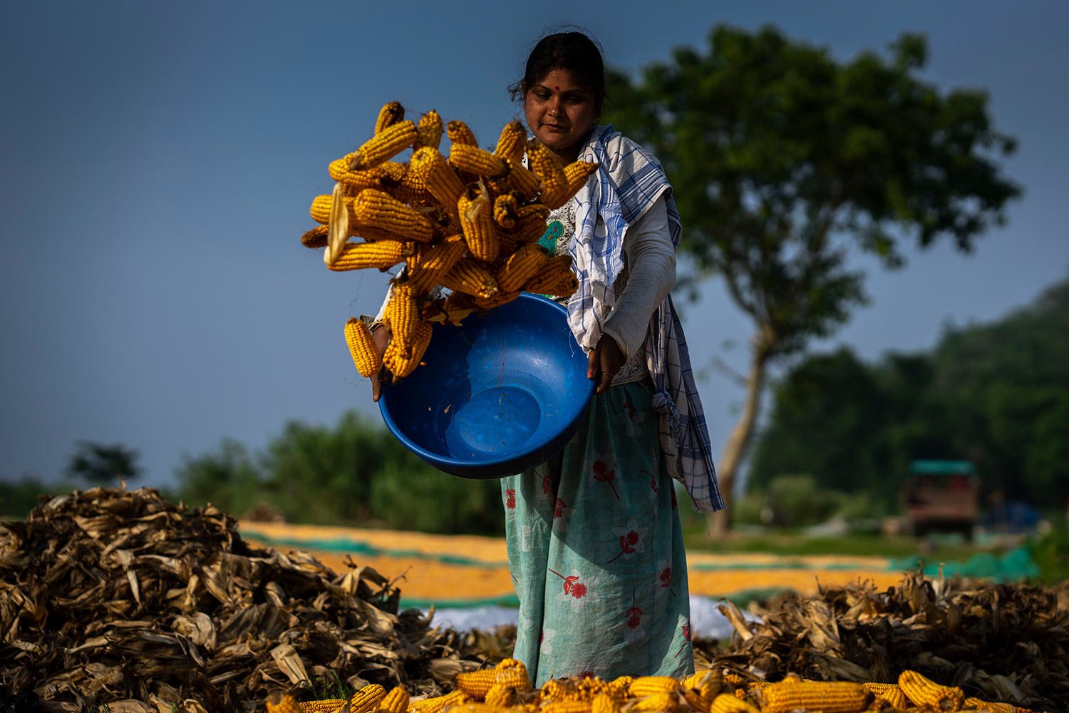  A farmer puts maize to dry in a paddy field on the outskirts of Gauhati, India, Monday, May 23, 2022. (AP Photo/Anupam Nath) 
