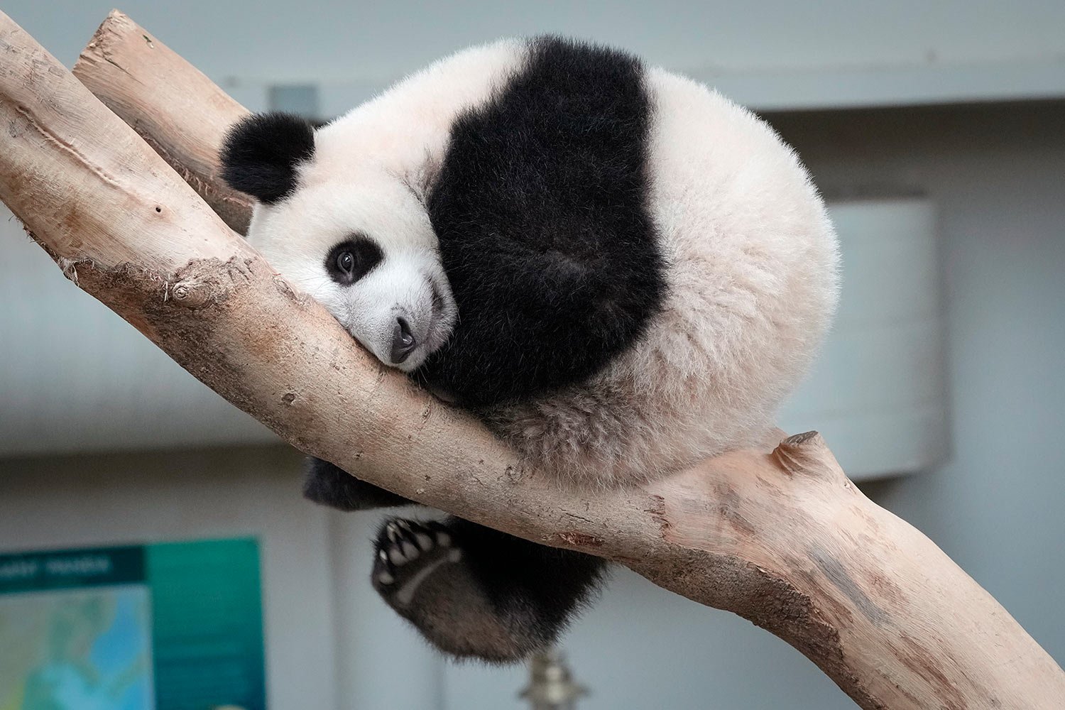  Sheng Yi, a female panda, reacts inside the panda enclosure at the National Zoo in Kuala Lumpur, Malaysia, Wednesday, May 25, 2022.  (AP Photo/Vincent Thian) 