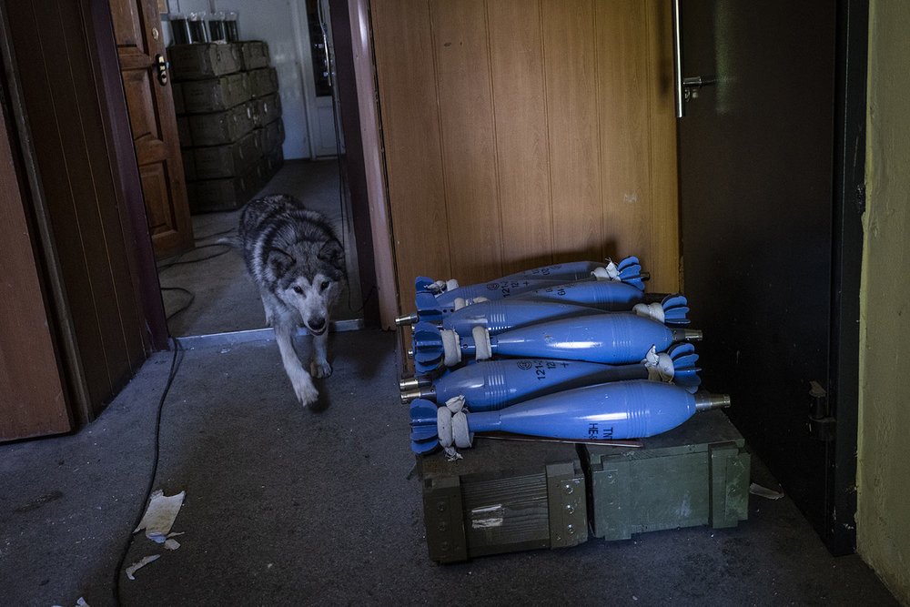  A dog walks past shells used by a Ukrainian artillery unit in a village near the frontline in the Donetsk oblast region of eastern Ukraine, Thursday, June 2, 2022. (AP Photo/Bernat Armangue) 