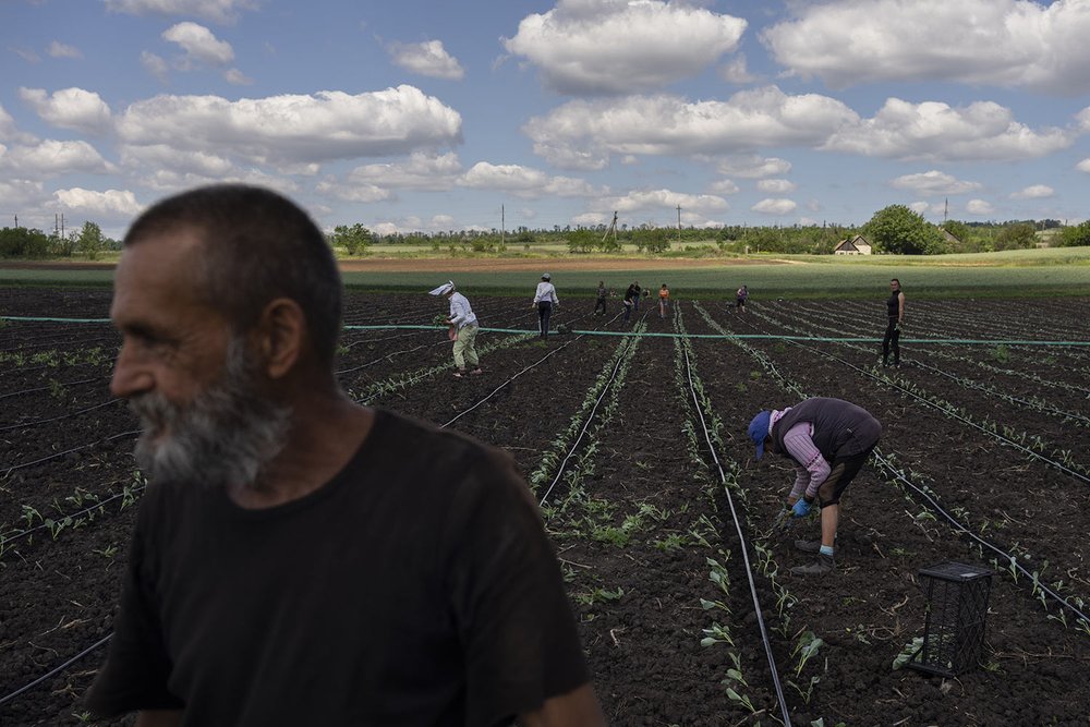  Farmers work in a field near Soledar in eastern Ukraine, Monday, June 6, 2022. (AP Photo/Bernat Armangue) 