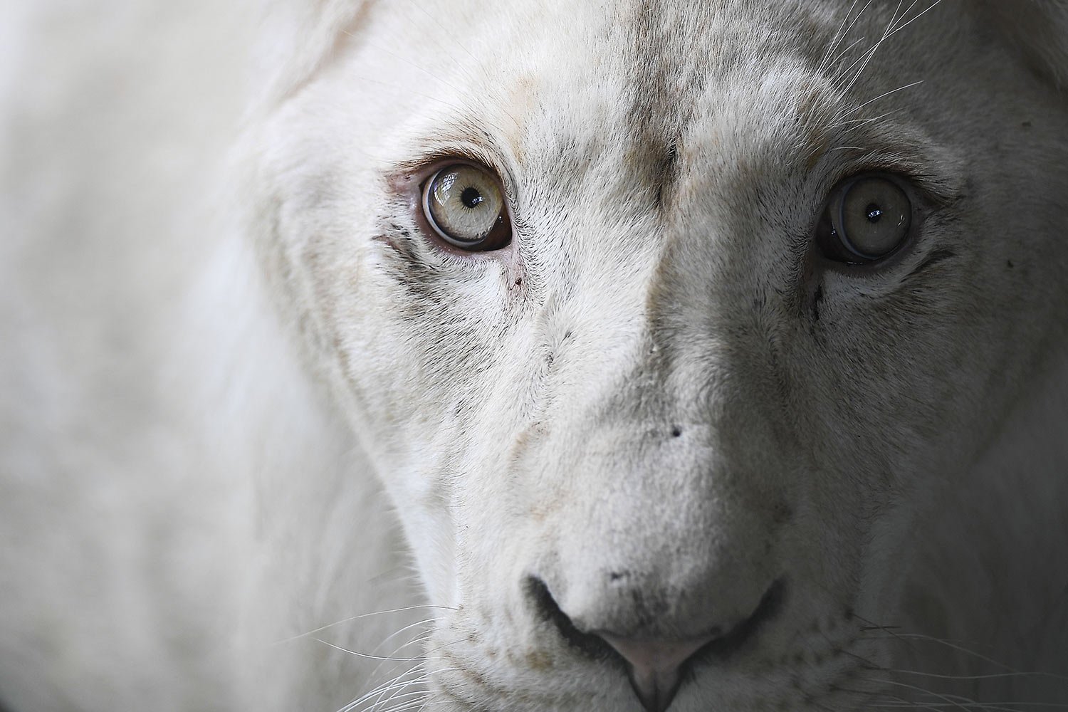  A South African white lion rests in a quarantine cage after it was brought from the Czech Republic to the Caricuao Zoo of Caracas, Venezuela, Thursday, June 2, 2022.  (AP Photo/Matias Delacroix) 