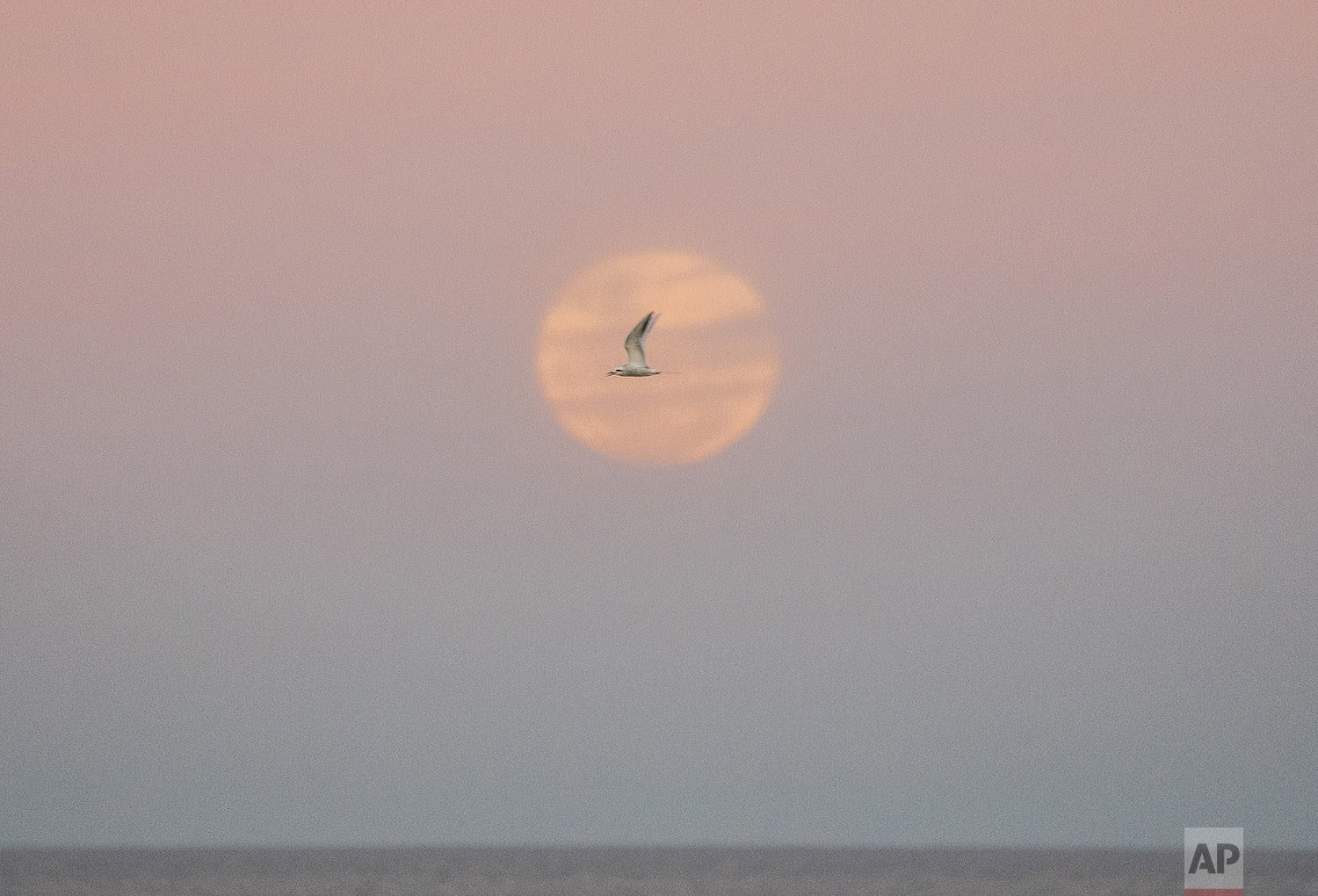 A seagull flies as a full moon rises in Montevideo, Uruguay, Wednesday, July 13, 2022. (AP Photo/Matilde Campodonico)