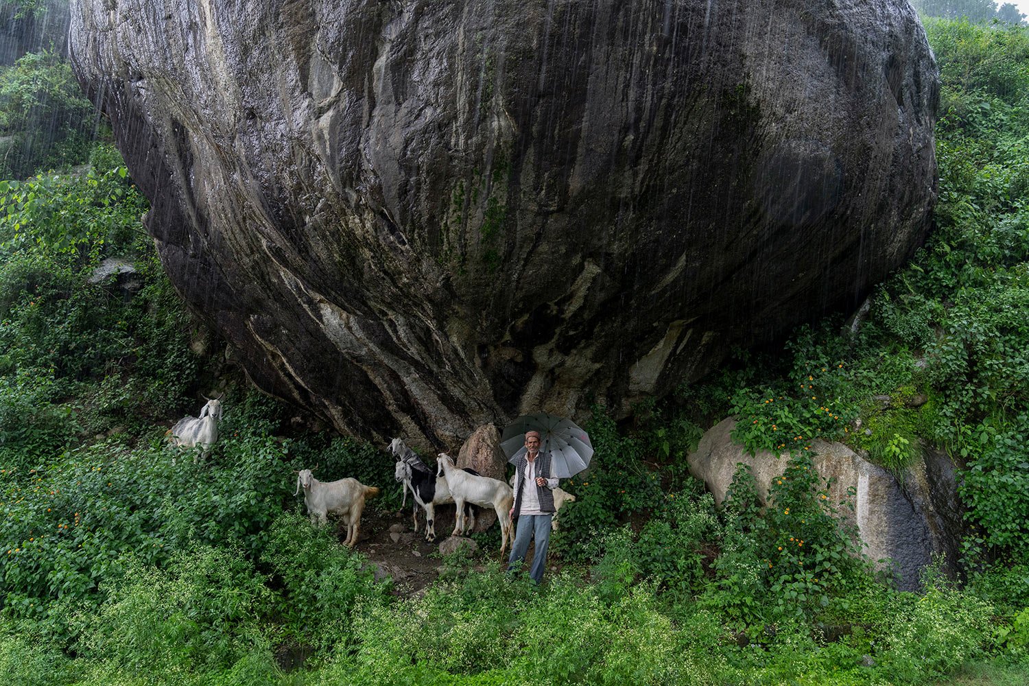  A shepherd with his flock shelters from the rain under a huge boulder in Dharmsala, India, Monday, Aug. 8, 2022. (AP Photo/Ashwini Bhatia) 