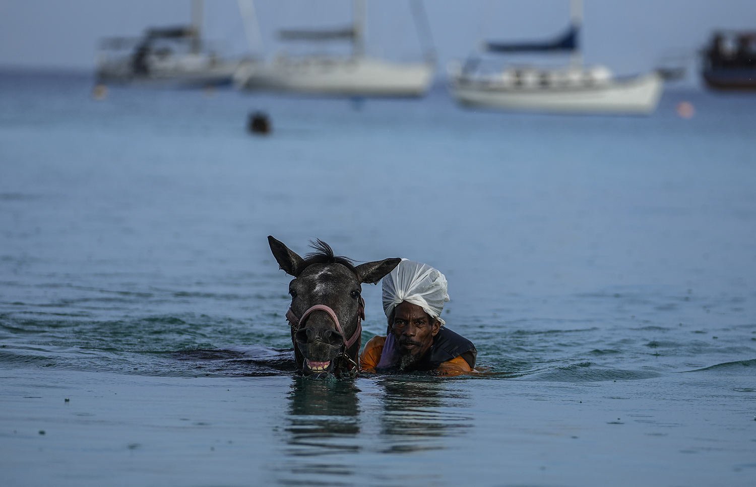  A handler swims alongside a horse from the Garrison Savannah Racetrack during its daily trip to the Caribbean Sea near Bridgetown, Barbados, Monday, Aug. 22, 2022. (AP Photo/Ramon Espinosa) 