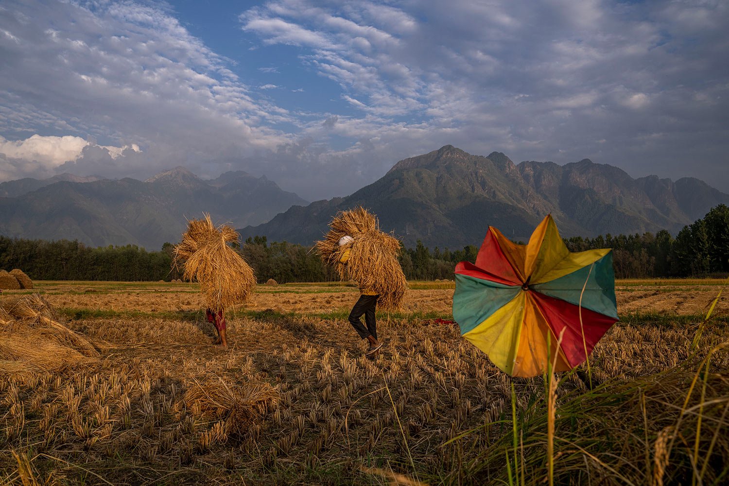  People carry harvested paddy in a rice field on the outskirts of Srinagar, Indian controlled Kashmir, Friday, Sept. 16, 2022. (AP Photo/Dar Yasin) 