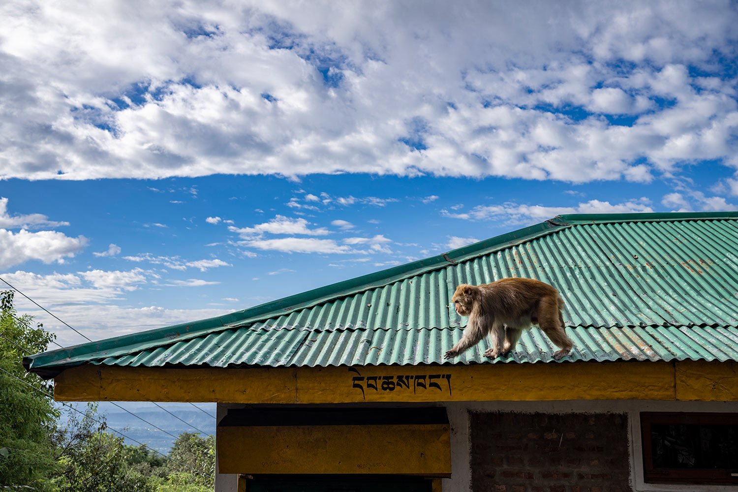  A macaque walks on a roof in Dharamshala, India, Thursday, Sept. 22, 2022. (AP Photo/Ashwini Bhatia) 