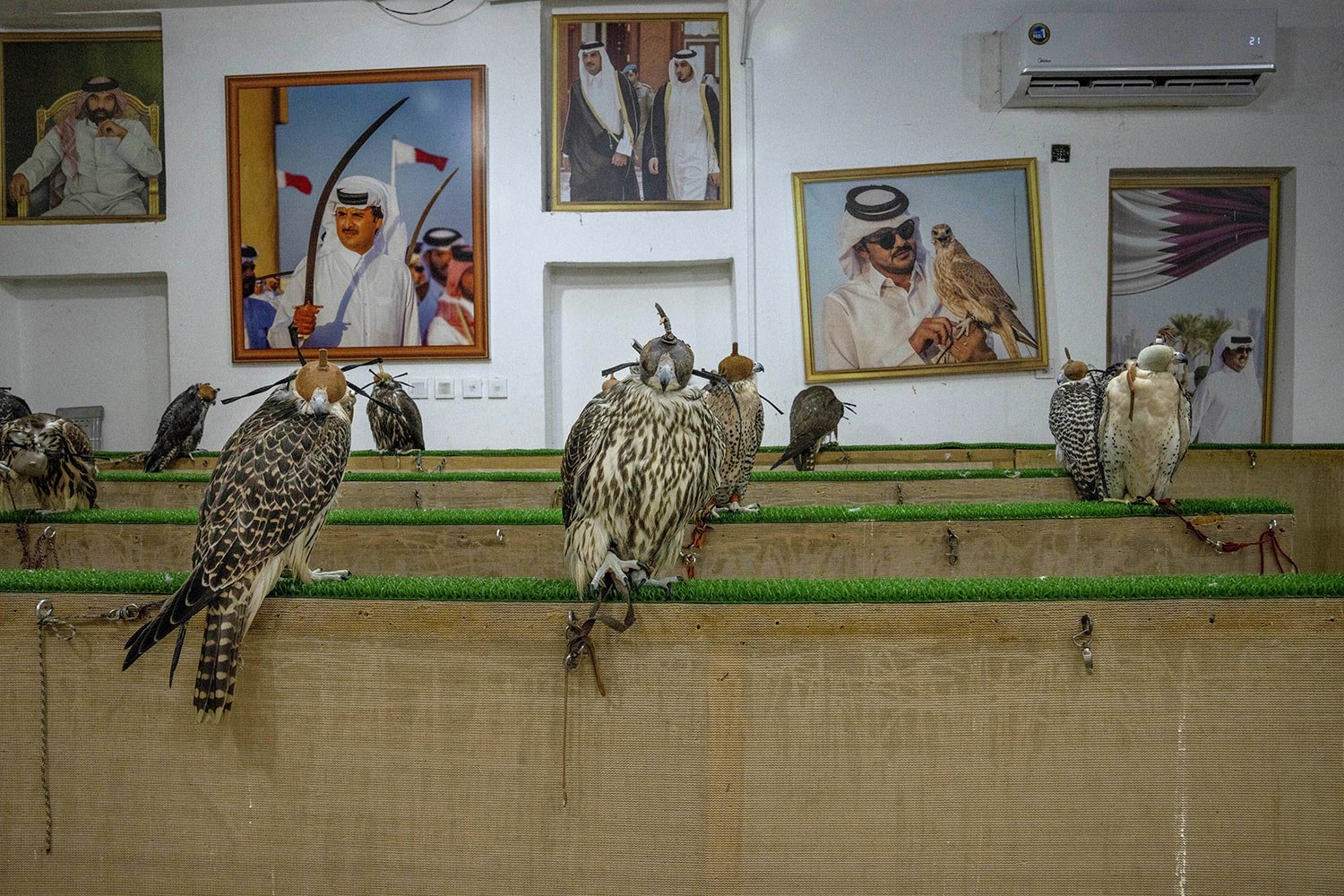  Falcons are displayed for sale at a shop in Souq Waqif, Doha, Qatar, Sunday, Oct. 16, 2022. Falconry is one of the oldest and prevalent sports in Qatari culture and heritage. (AP Photo/Nariman El-Mofty) 