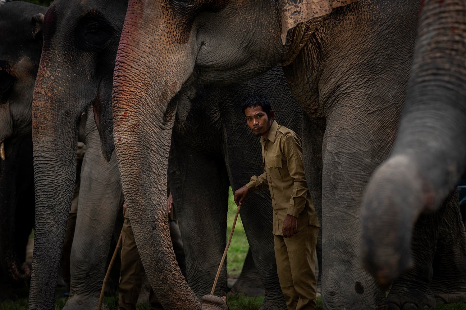  A mahout waits for tourists before the start of elephant safari for tourists in the Pobitora Wildlife Sanctuary, on the outskirts of Guwahati, northeastern Assam state, India, Tuesday, Oct. 11, 2022.  (AP Photo/Anupam Nath) 