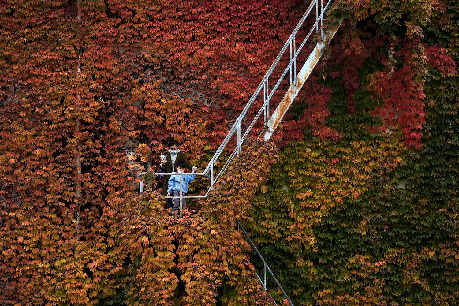  A woman and a child, both wearing face masks, walk up a staircase on a building covered with autumn-colored leaves to take souvenir picture in Beijing, Sunday, Oct. 30, 2022. (AP Photo/Andy Wong) 