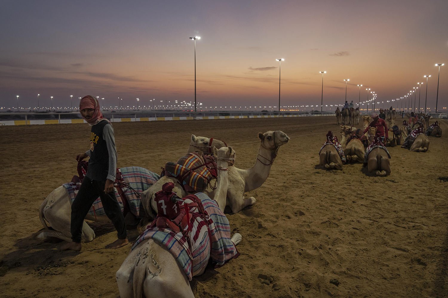  Trainers prepare their camels before the start of an exercise for an upcoming camel race, in Al Shahaniah, Qatar, Tuesday, Oct. 18, 2022. Camel racing is a staple in Qatar's culture and heritage. (AP Photo/Nariman El-Mofty) 