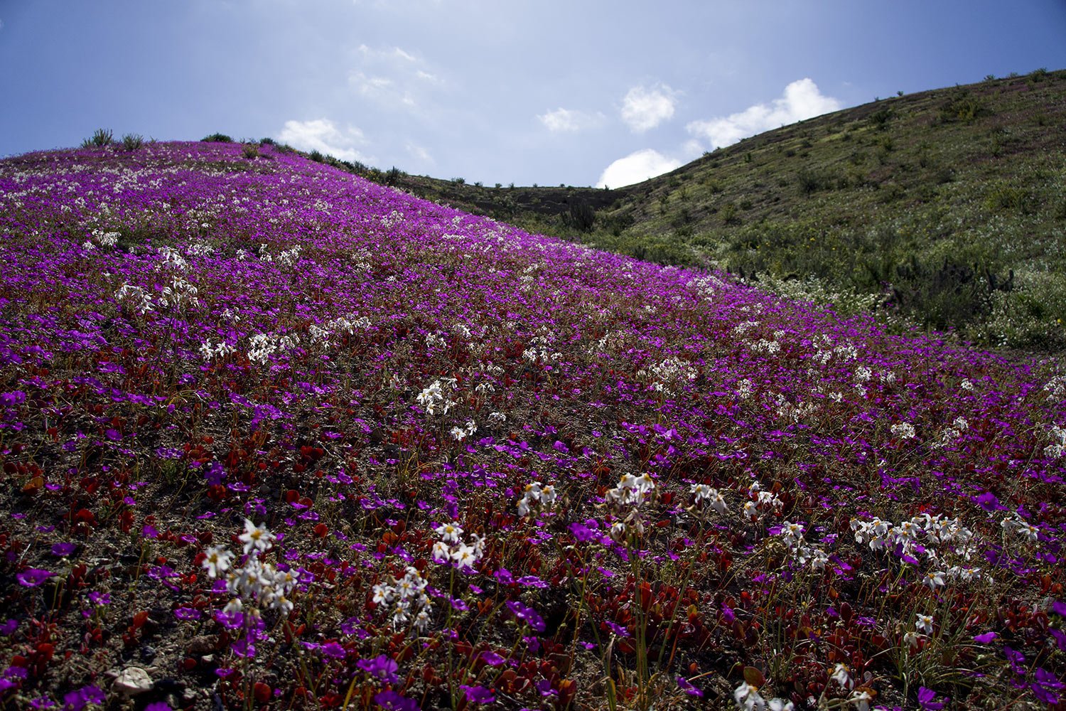  Blooming flowers cover the Atacama desert near Copiapo, Chile, Tuesday, Oct. 4, 2022. The phenomenon typically only happens every five to seven years when rare heavy rains cause flowers to bloom. (AP Photo/Matias Basualdo) 