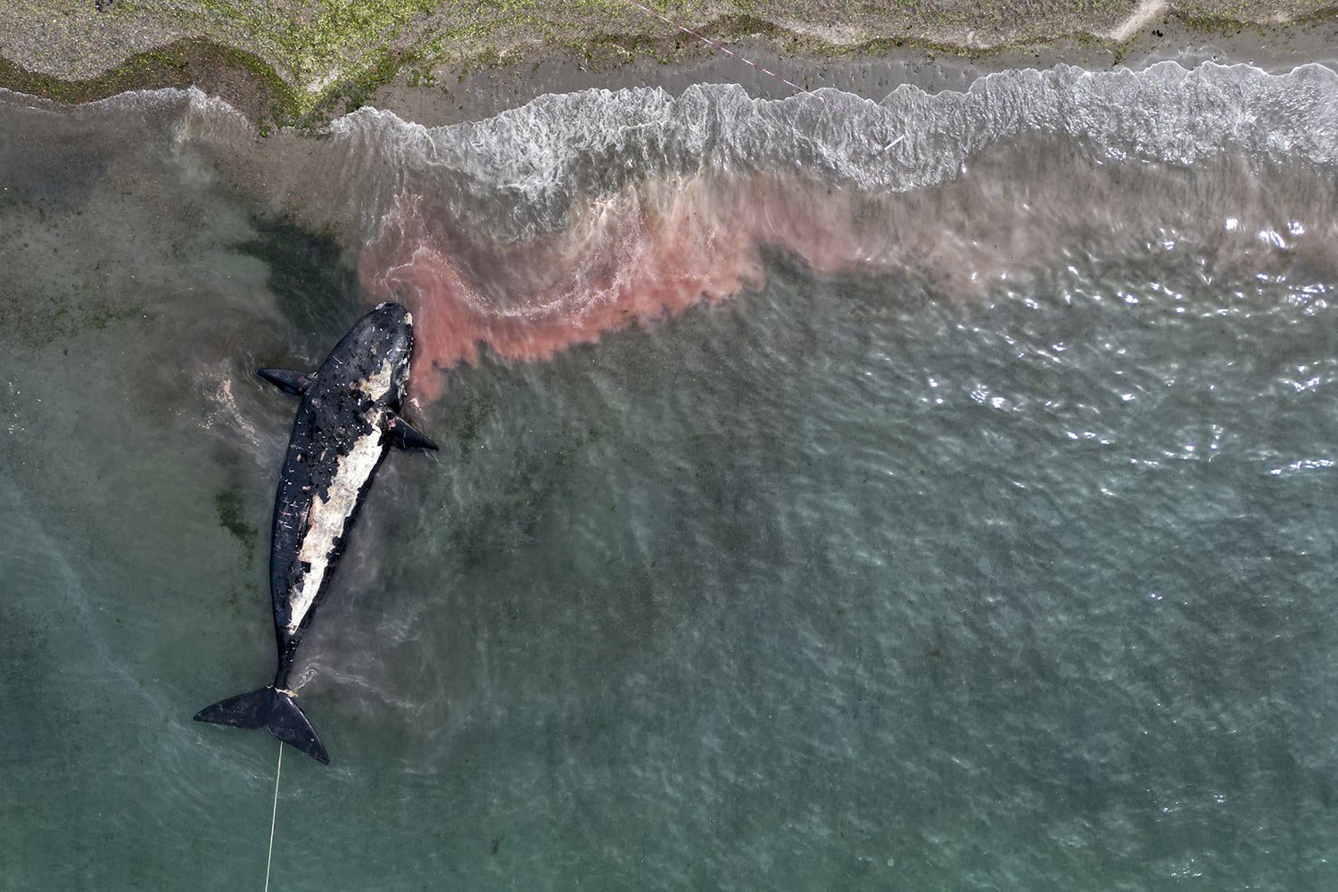  A whale carcass is towed away from the shore near Puerto Madryn, Argentina, Tuesday, Oct. 4, 2022. (AP Photo/Maxi Jonas) 