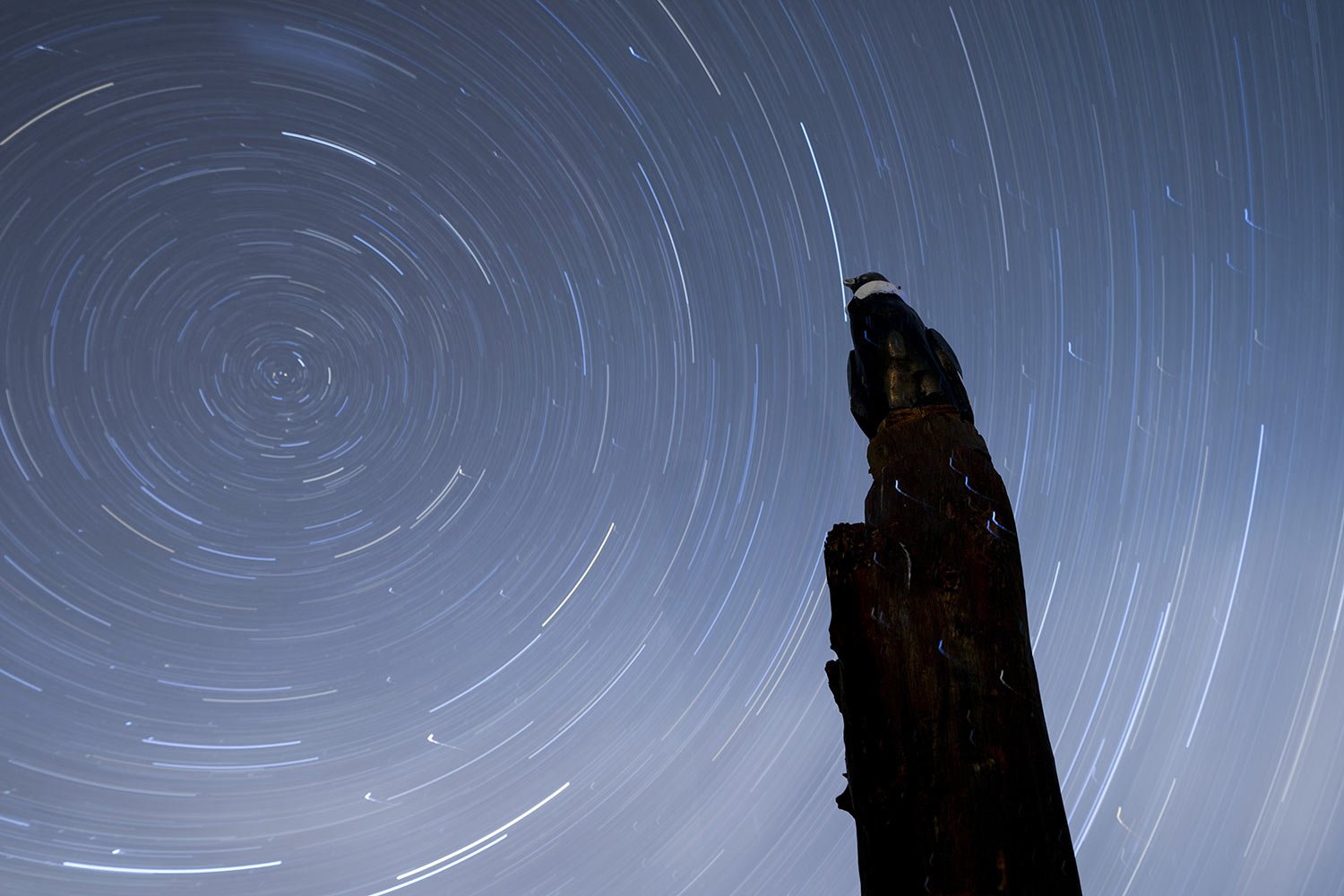  A wooden statue of a condor stands under the stars at the entrance of the base of the Andean Condor Conservation Program in Sierra Paileman in the Rio Negro province of Argentina, Thursday, Oct. 13, 2022. For 30 years the Andean Condor Conservation 