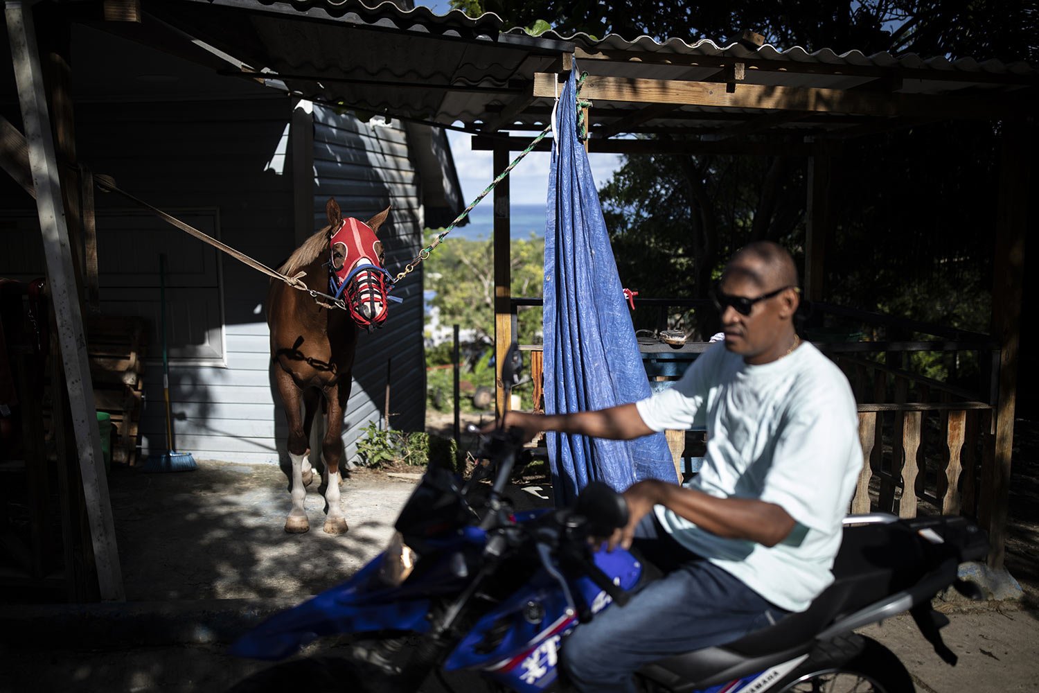  A thoroughbred racehorse stands outside a home in San Andres Island, Colombia, Wednesday, Nov. 9, 2022. (AP Photo/Ivan Valencia) 
