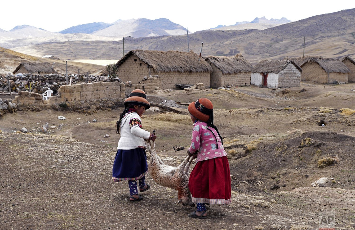  Girls carry a dying sheep in the Cconchaccota community of the Apurimac region in Peru, Saturday, Nov. 26, 2022, amid an ongoing drought. (AP Photo/Guadalupe Pardo) 