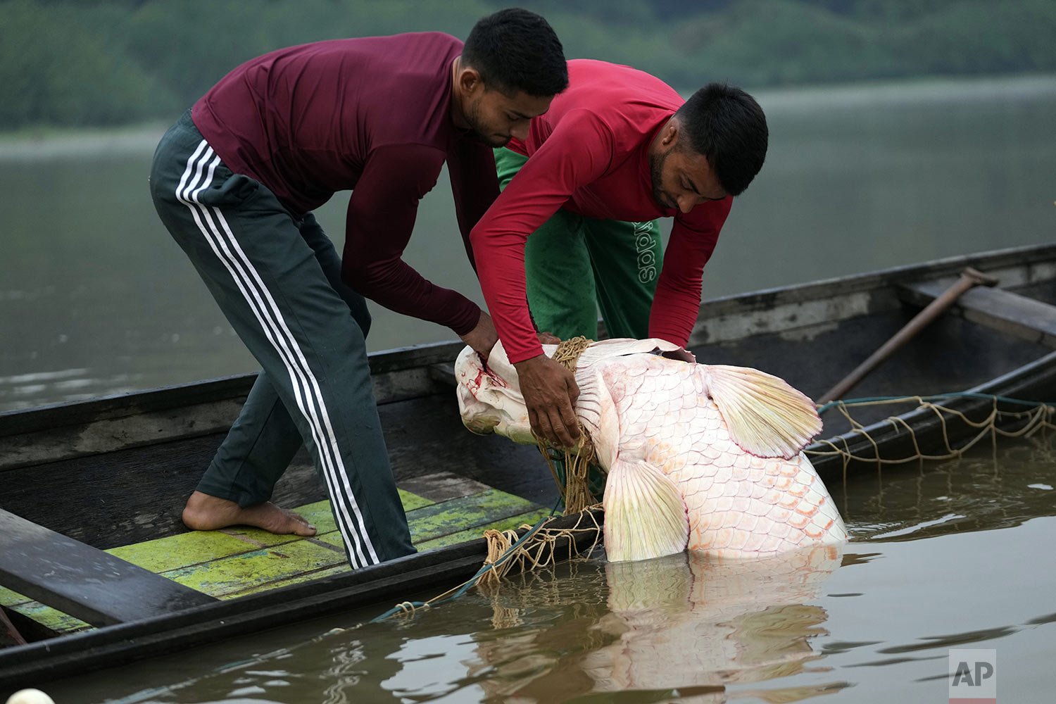  Fishermen brothers Gibson, right, and Manuel Cunha Da Lima, raise a pirarucu fish from a lake in San Raimundo settlement, in the Medio Jurua region, Amazonia State, Brazil, Monday, Sept. 5, 2022. (AP Photo/Jorge Saenz) 