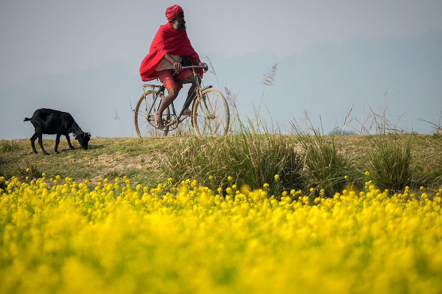  A Sadhu or Hindu holy man rides on a bicycle past mustard fields on the outskirts of Guwahati, India, Thursday, Dec. 22, 2022. (AP Photo/Anupam Nath) 