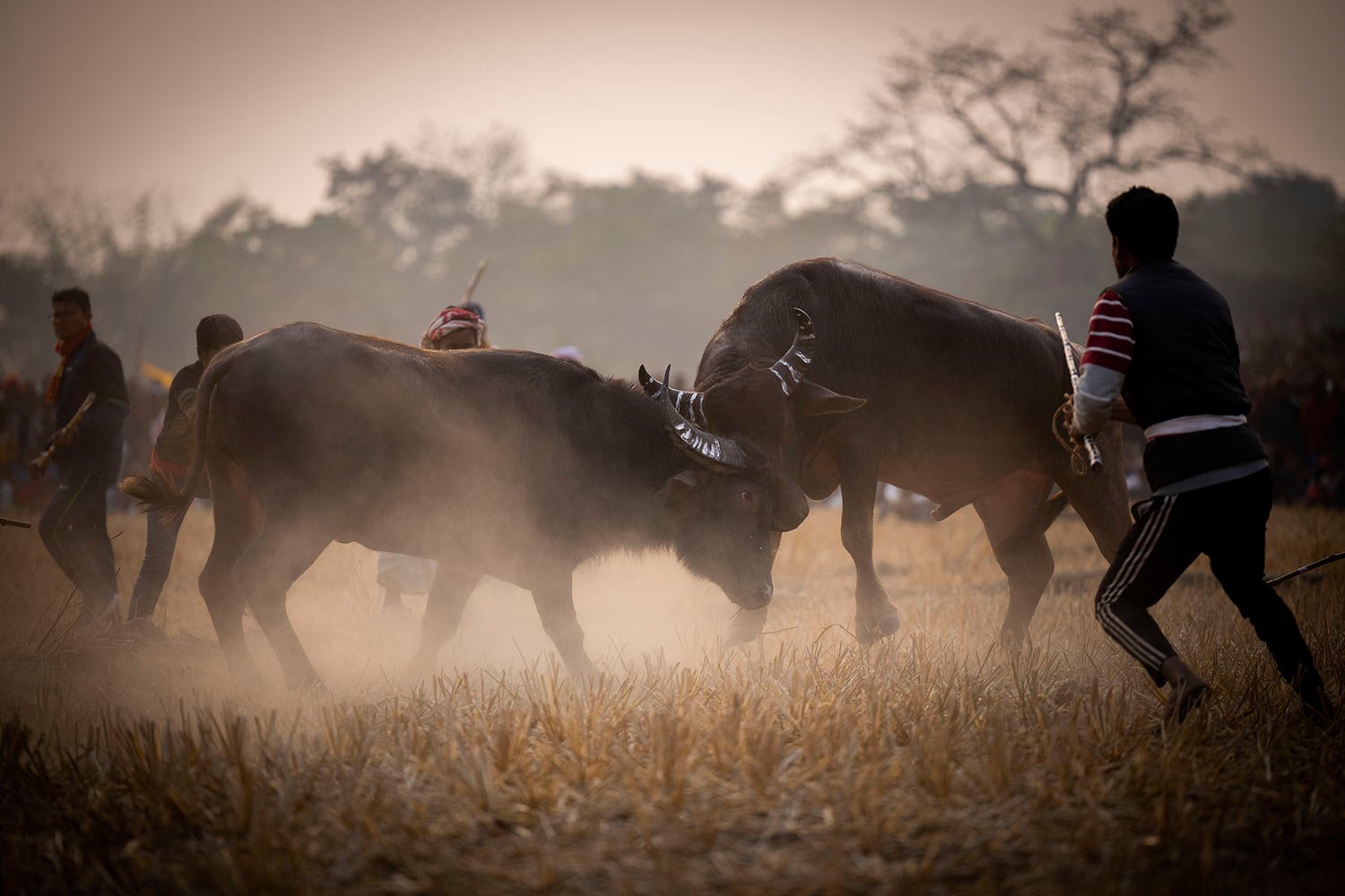  A pair of buffalos lock horns during a traditional buffalo fight held as part of Magh Bihu festivities at Boidyabori village, east of Guwahati, in the northeastern state of Assam, Monday, Jan. 16, 2023.  (AP Photo/Anupam Nath) 