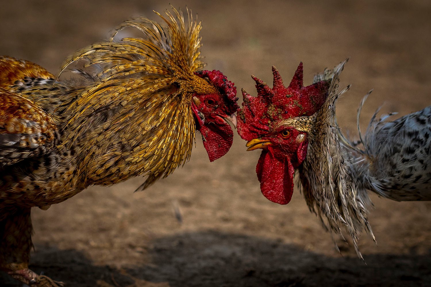  Roosters attack each other during a cockfight as part of Jonbeel festival near Jagiroad, about 75 kilometers (47 miles) east of Guwahati, India, Friday, Jan. 20, 2023. (AP Photo/Anupam Nath) 