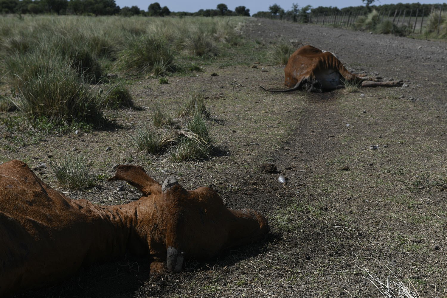  Dead cows lay on the field of farmer Pablo Giailevra, where more than 300 heads of cattle died due to an ongoing drought, in Tostado, Santa Fe province, Argentina, Jan. 18, 2023. Thousands of cattle in the province have died during a prolonged droug